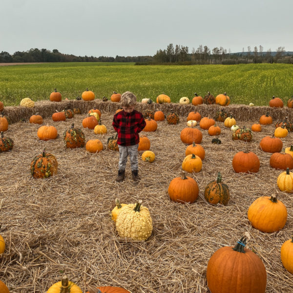 kid in pumpkin patch at spurr brother farms