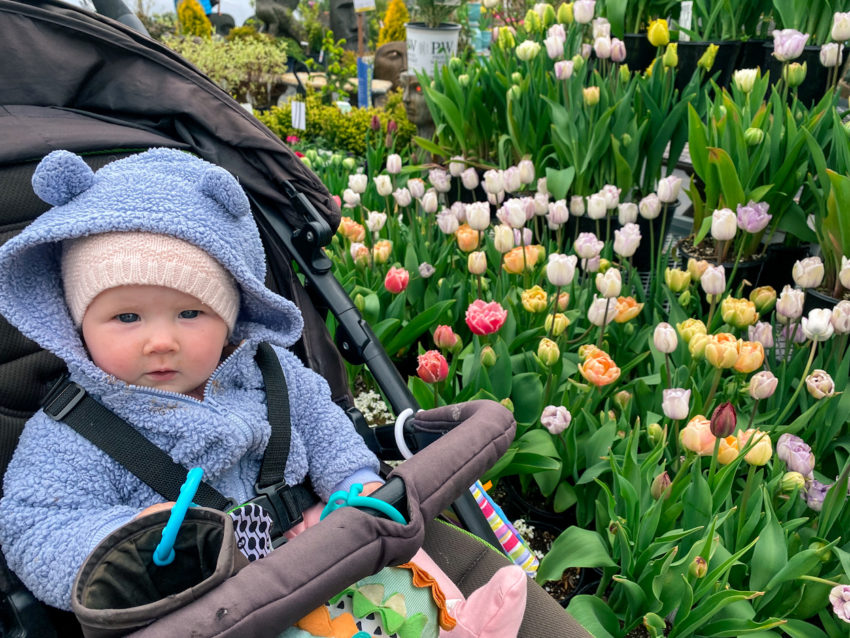 A baby in a stroller in front of tulips for sale at Summerland Nursery in Wilmont