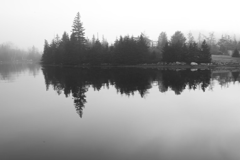 an image of trees reflected in the ocean water through the fog at lower ship harbour, in nova scotia