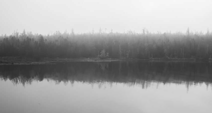 an image of trees reflected in the ocean water through the fog at lower ship harbour, in nova scotia